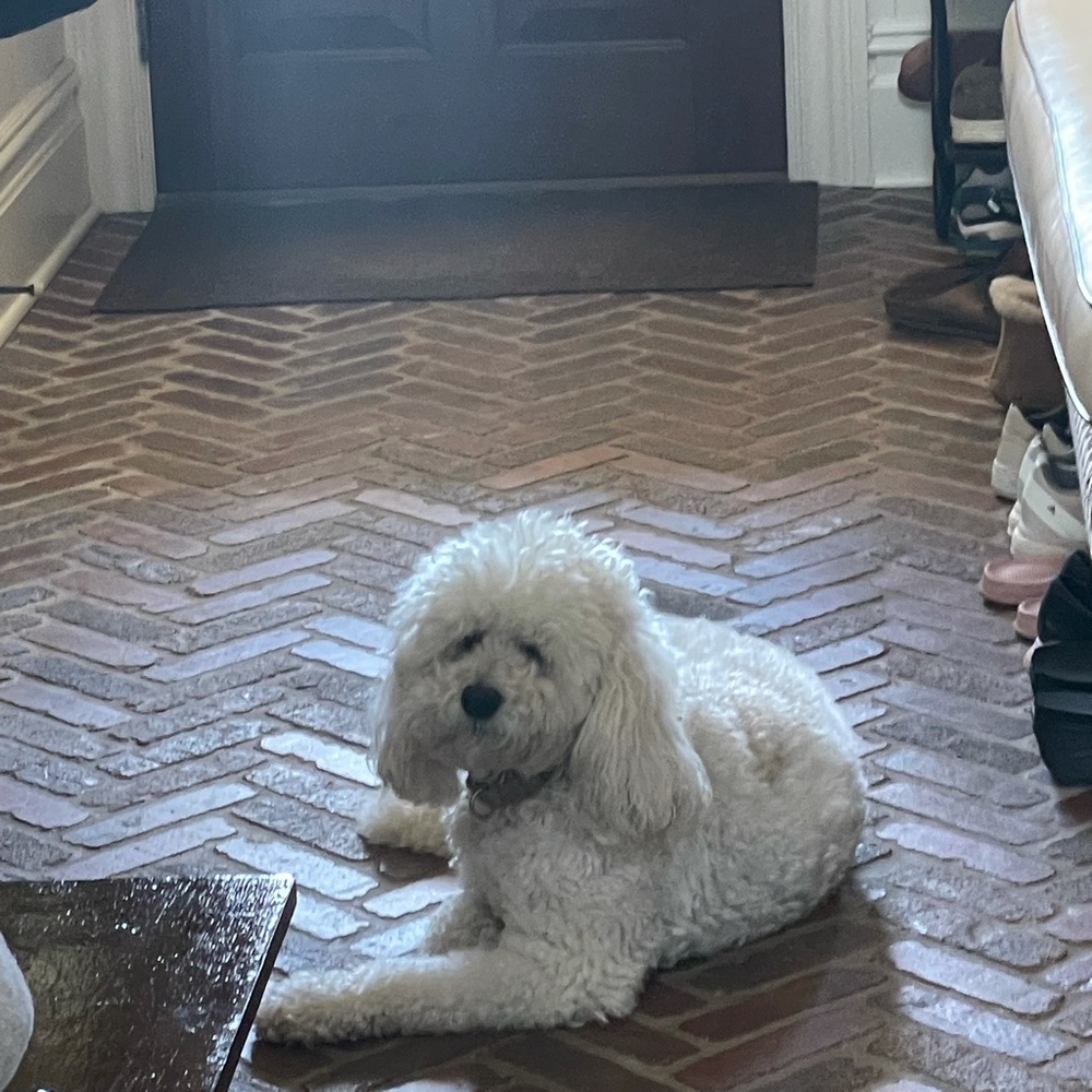 Meet your Posher, Isabella